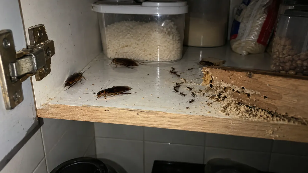 Baratas, formigas e cupim dentro de um armário de cozinha — pragas urbanas atendidas pela Rio Pest